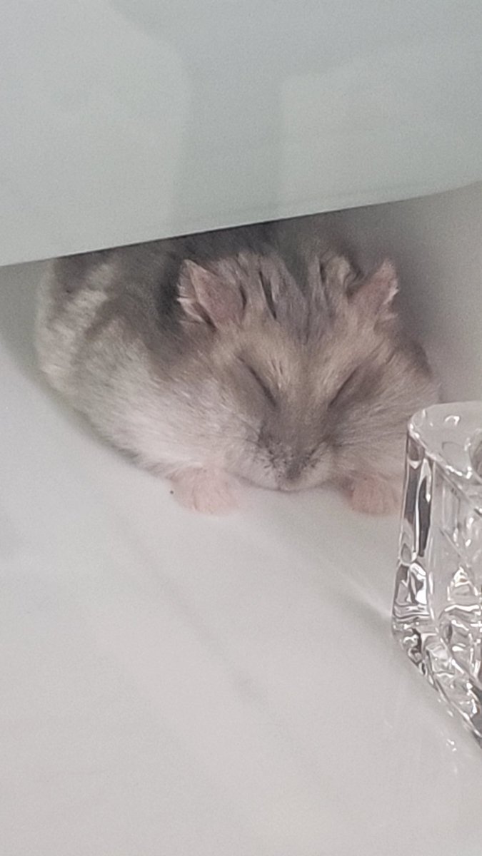찹쌀떡🐭💓쫀떡🐹💕옹심이🐭🩷 tweet media