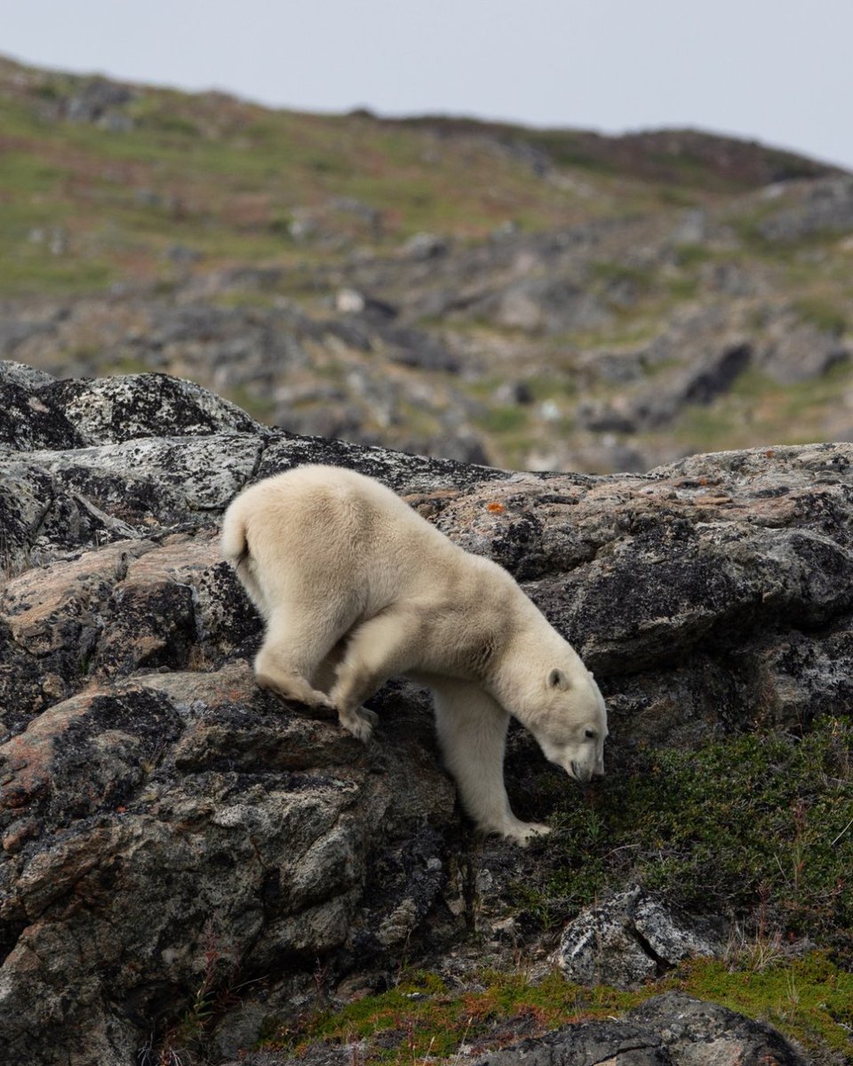Arctic Kingdom tweet media