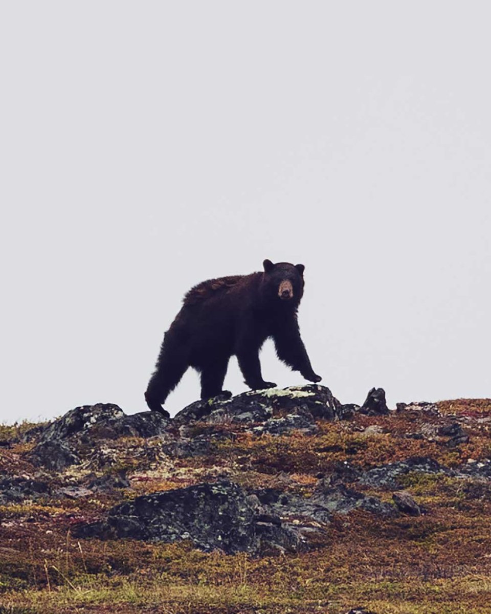 Arctic Kingdom tweet media