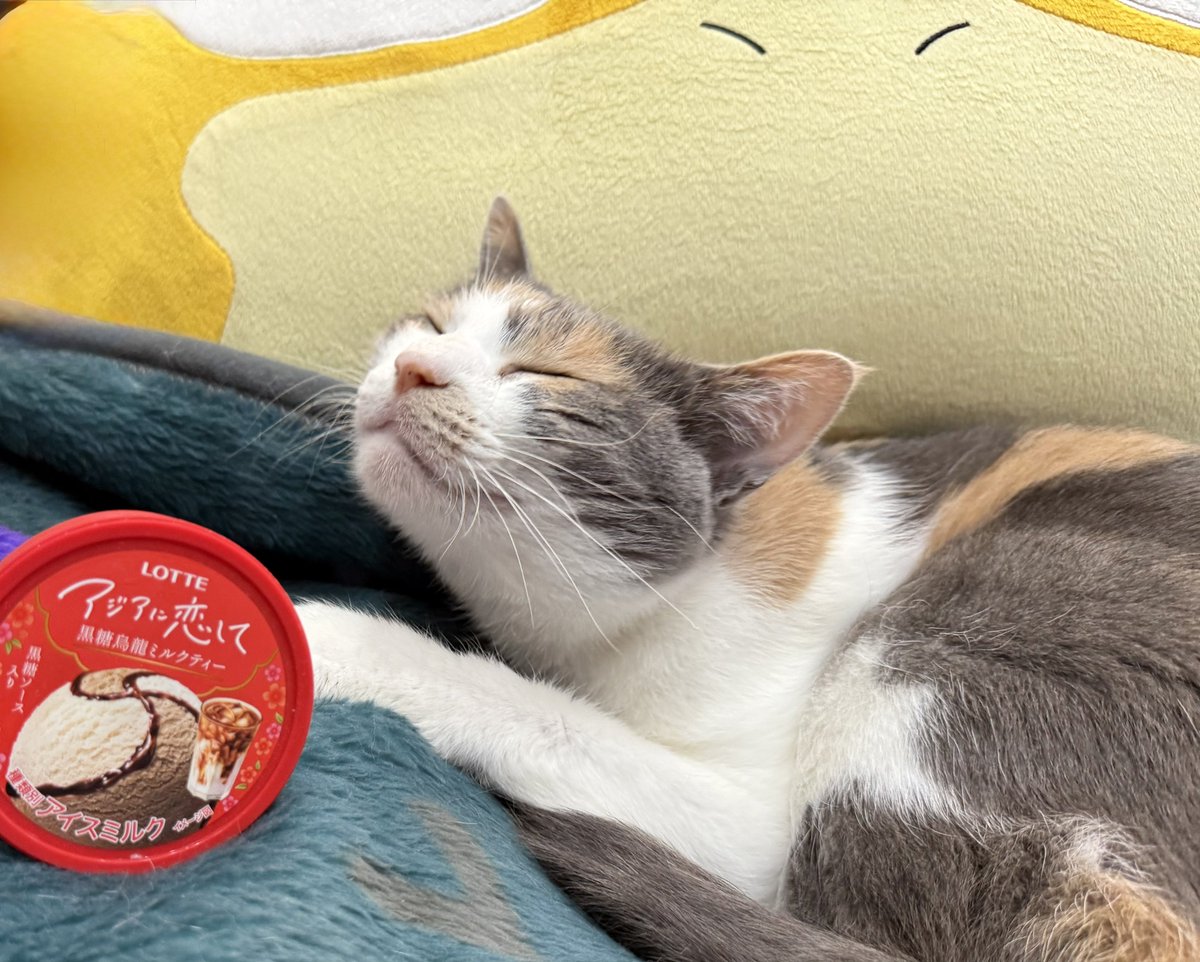猫が可愛いので、アイスが更にうまい
