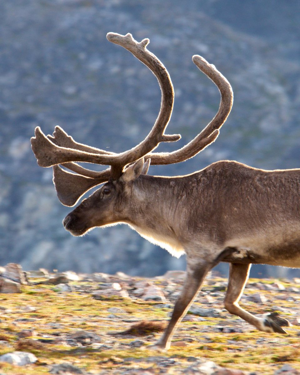 Arctic Kingdom tweet media