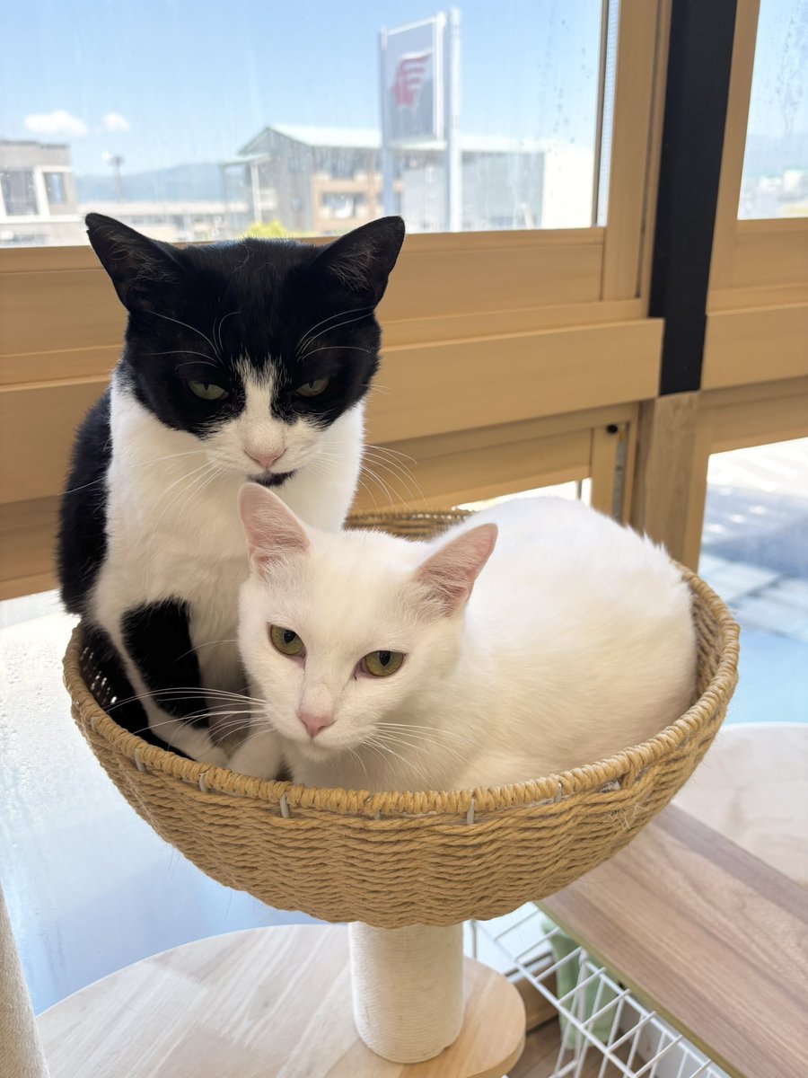 本日は12時と16時と17時にご予約空いてます🙌 ピノちゃん
