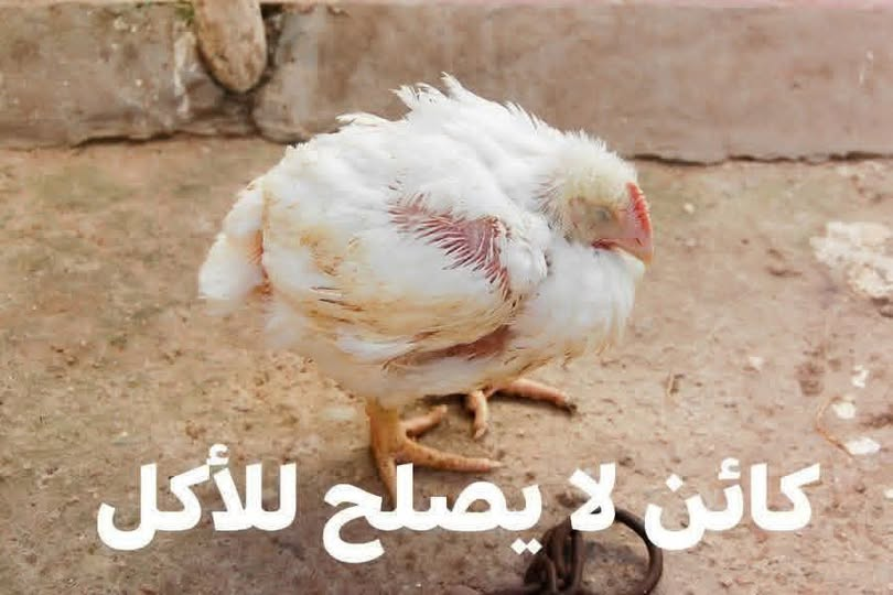 أسماء __💮🌹🌹🌸#أسوم 🌹💕 tweet media