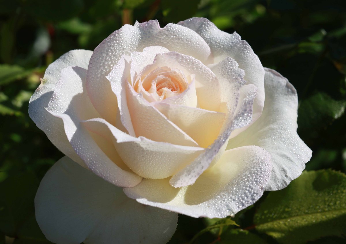 hiroshisj's tweet photo. 教会の花壇に咲いた白い薔薇。有名な作曲家にちなんで「チャイコフスキー」と名付けられた品種です😇 https://t.co/bUZFLMC0dF