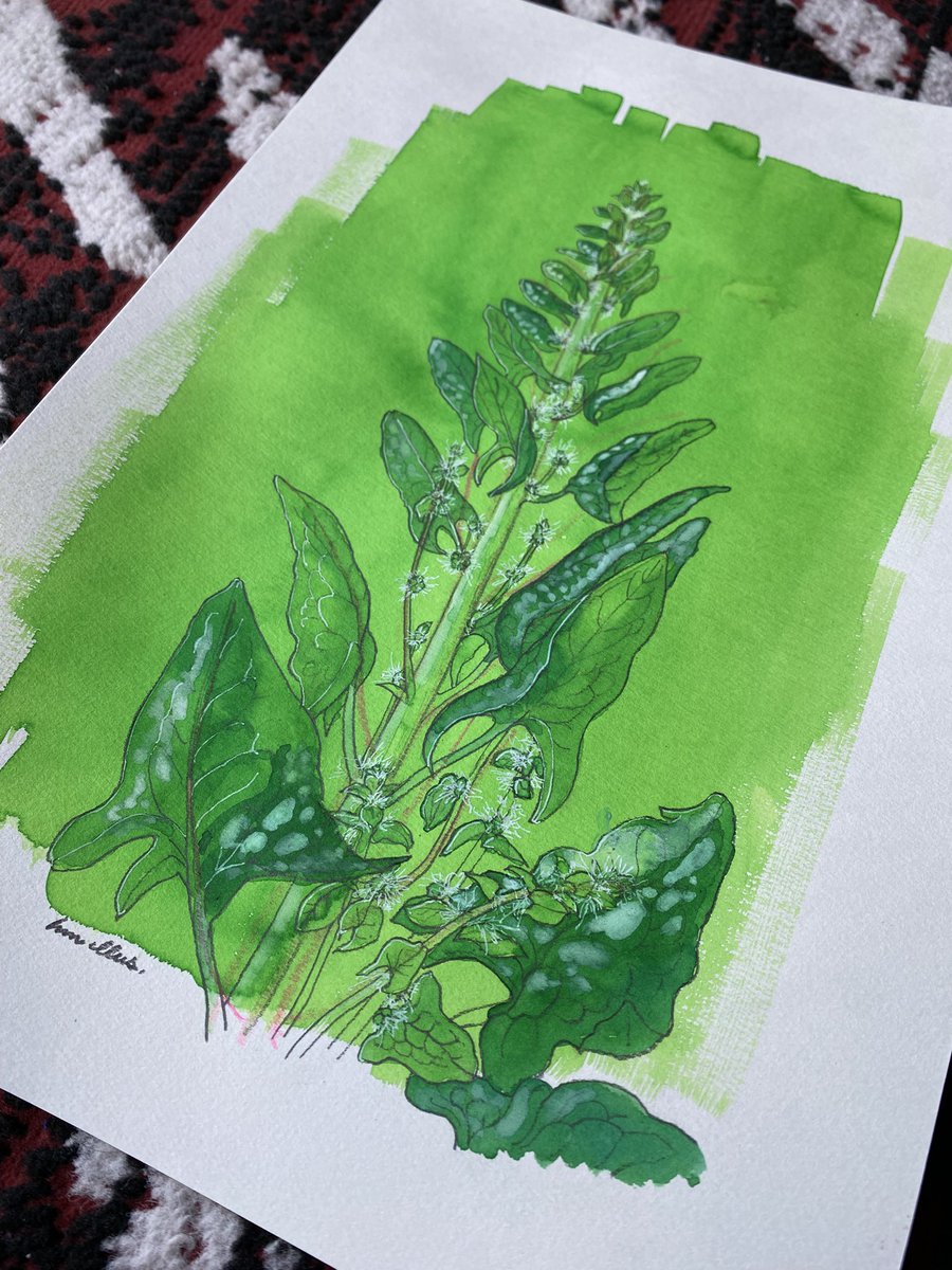 ほうれん草の花、描き終えたので食してみた。おひたし。花の所はプチっとがあるのでほうれん草としては不思議食感。甘い所、少しえぐみを感じる所がある。少し筋ばってる。でも普通に食べられます。