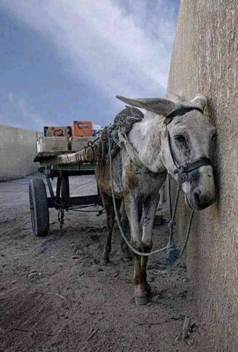 Se os animais pudessem falar, o mundo estaria cheio de lágrimas… E talvez também de vergonha.