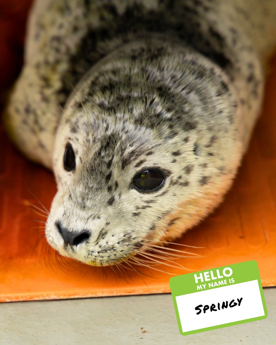 The Marine Mammal Center tweet media