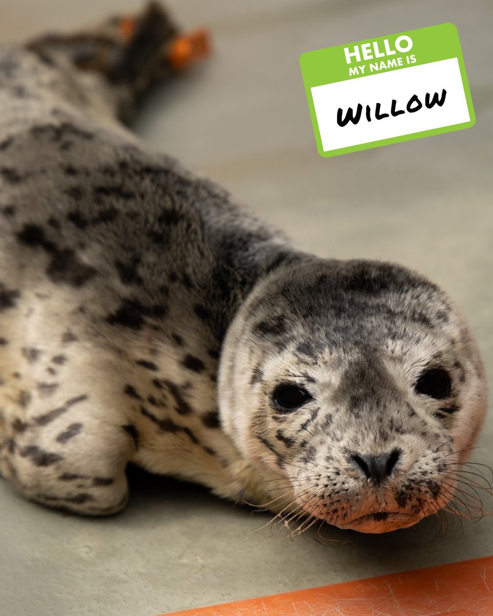 The Marine Mammal Center tweet media
