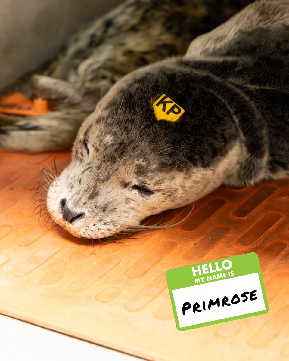 The Marine Mammal Center tweet media