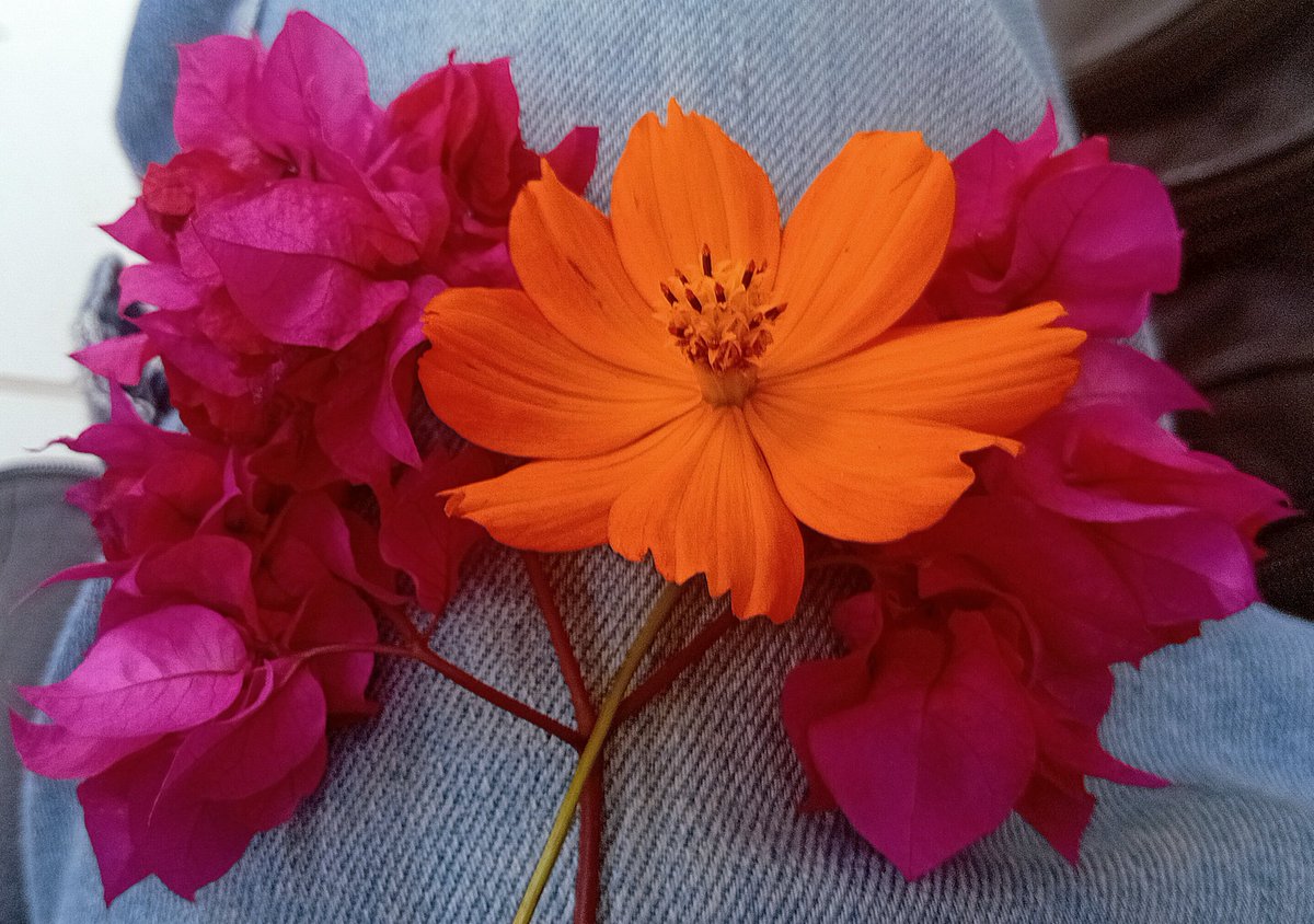 JantarAtemporal's tweet photo. lesbian flowers i found earlier today https://t.co/nddRKxbRBE