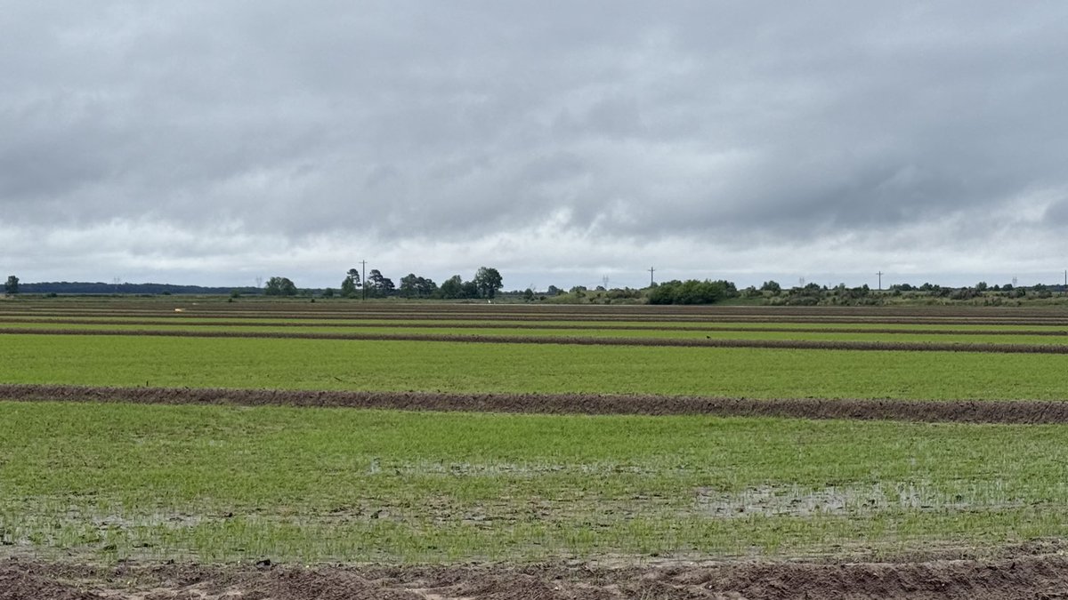JHardke's tweet photo. Arkansas Rice Update 5-8-26
https://t.co/CWXcIawcTJ

Progress, preflood N for flood &amp; furrow rice, &amp; markets. https://t.co/ocnCMVTam0