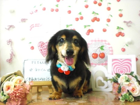 PETandLIFE's tweet photo. おはようございます▽･ｗ･▽
#トリミング
#ペットホテル
#ペットサロン
#新規のお客様ポイント5倍
#おかげさまでオープン16周年
#みんな元気 https://t.co/nH437Lw3bb