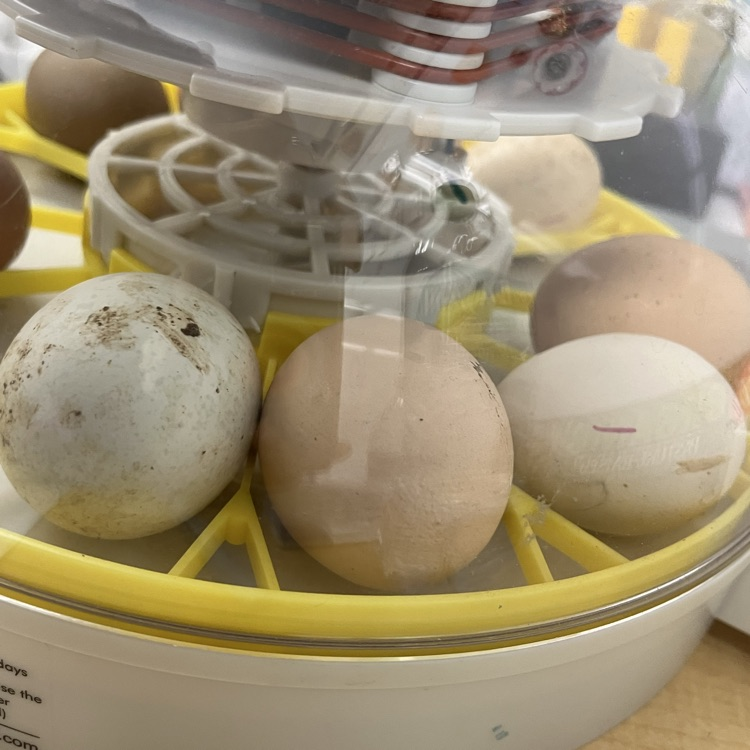 FredSchools's tweet photo. Students in Mrs. Leech's class, Mrs. Obert's class, Ms. Phipps's class, and Mrs. Keeka's class are patiently awaiting the arrival of some new adorable classmates. They are expected to be here on or around May 18th https://t.co/uPNZUUusWy