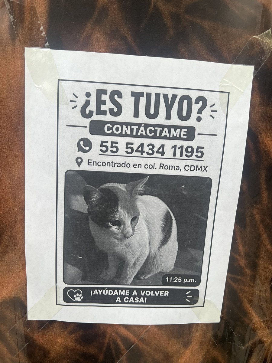 ¿Alguien perdió un michi en la Roma?