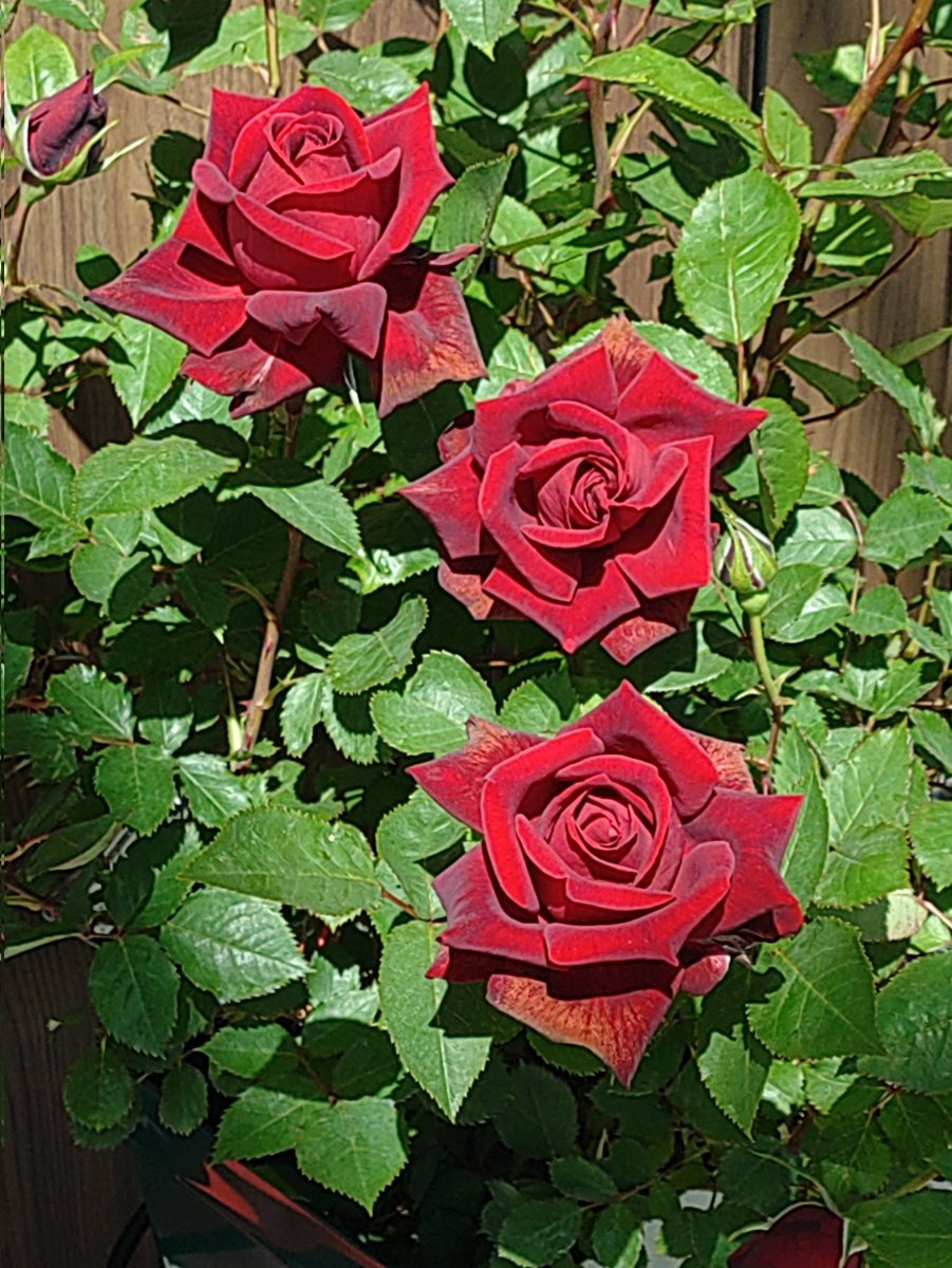 roses_creator's tweet photo. 紅 https://t.co/mmPcamdGx7