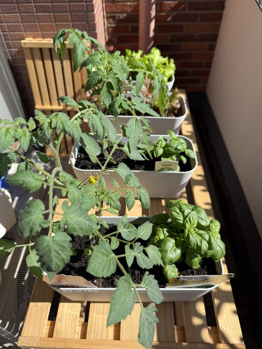 n_yasumochi6339's tweet photo. 朝から息子に撮影を手伝って貰いました👩🏻‍🌾🍅🥬🌿
トマトの��え替えは動画で明日の15時からって言うてますが、11日月曜日の12時からライブ配信予定です🥰👍

#家庭菜園日記
#安持なるみ
#京都
#家庭菜園
#ベランダ菜園
#家庭菜園初心者
#私自身の戦い
#今を生きる
#人の夢は終わらない
#一瞬懸命 https://t.co/KOb0xzTlb3