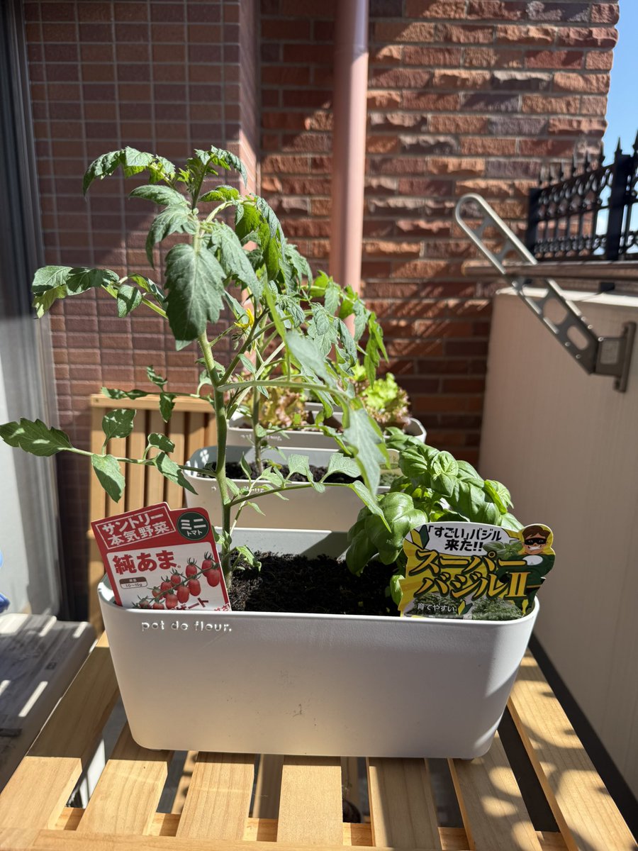 n_yasumochi6339's tweet photo. 朝から息子に撮影を手伝って貰いました👩🏻‍🌾🍅🥬🌿
トマトの��え替えは動画で明日の15時からって言うてますが、11日月曜日の12時からライブ配信予定です🥰👍

#家庭菜園日記
#安持なるみ
#京都
#家庭菜園
#ベランダ菜園
#家庭菜園初心者
#私自身の戦い
#今を生きる
#人の夢は終わらない
#一瞬懸命 https://t.co/KOb0xzTlb3