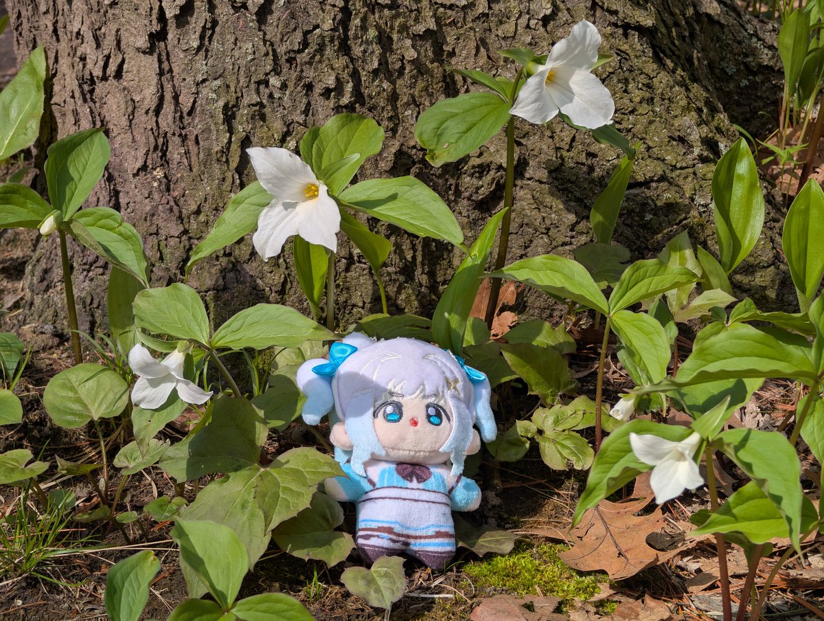 cyberfacade's tweet photo. Trilliums are in full bloom #Mintogo https://t.co/YS4db9HsYn