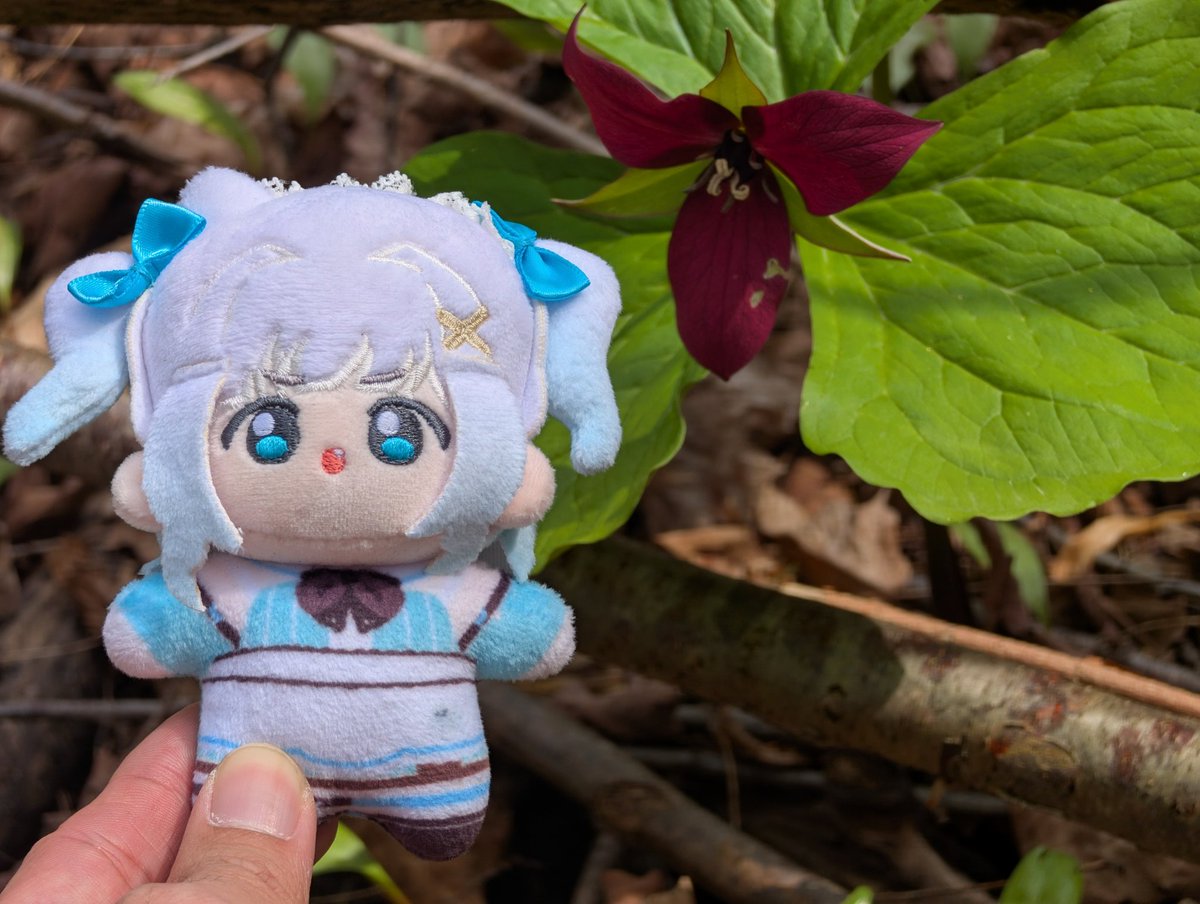 cyberfacade's tweet photo. Trilliums are in full bloom #Mintogo https://t.co/YS4db9HsYn