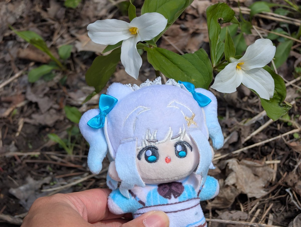 cyberfacade's tweet photo. Trilliums are in full bloom #Mintogo https://t.co/YS4db9HsYn