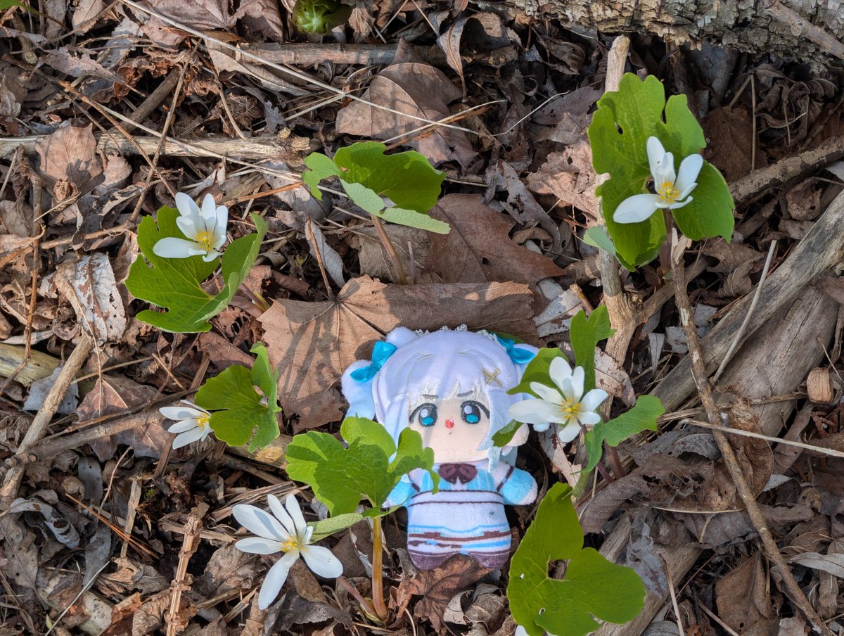 cyberfacade's tweet photo. Trilliums are in full bloom #Mintogo https://t.co/YS4db9HsYn