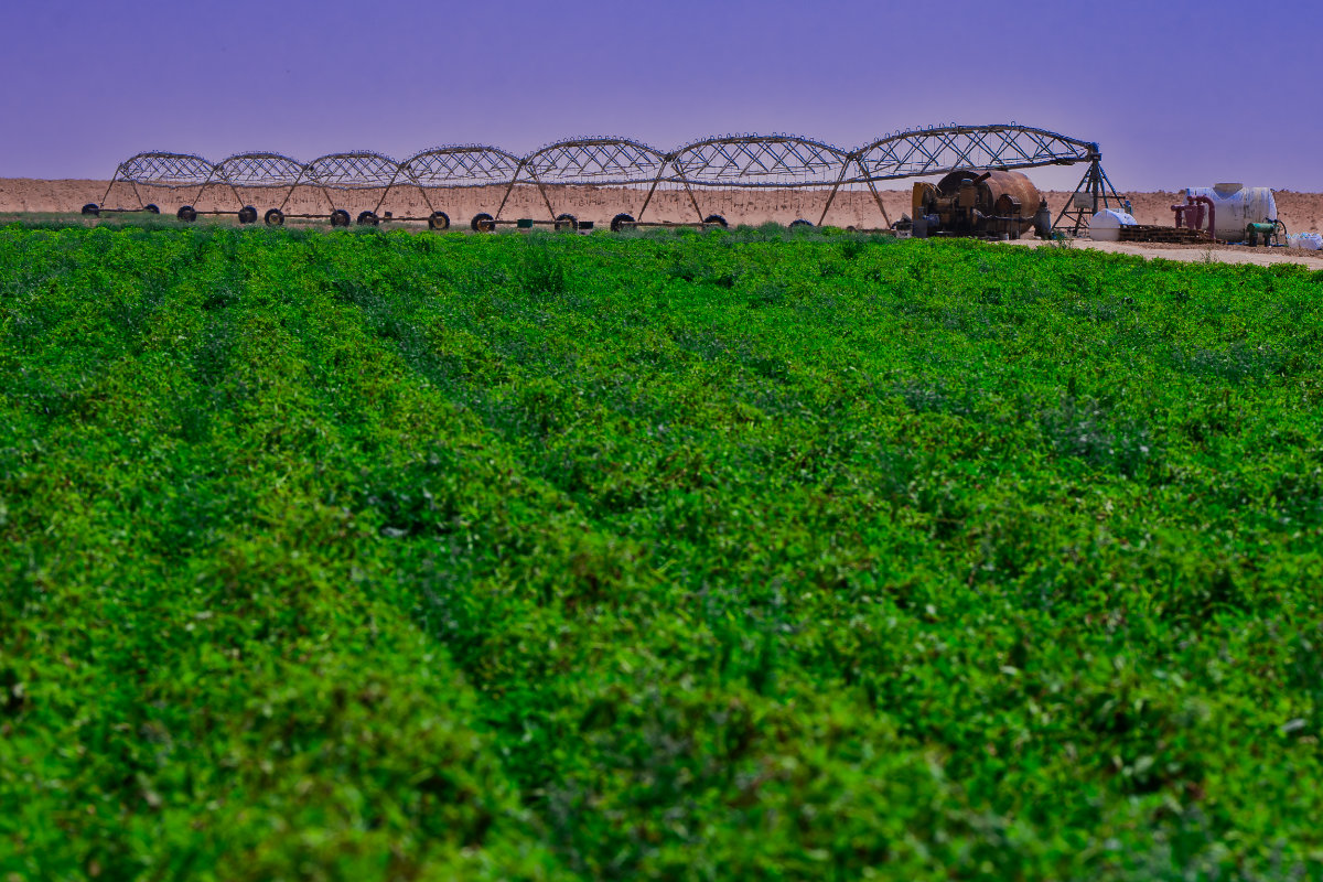 ArabNewsBiz's tweet photo. #GreenAndBlue: In Wadi Al-Dawasir, #smartfarming and #dripirrigation have transformed arid land into one of the world’s highest-quality potato hubs — producing nearly 50% of #SaudiArabia’s total output and strengthening national food security. https://t.co/0pD2OvTfYm https://t.co/cms8bC8uSt