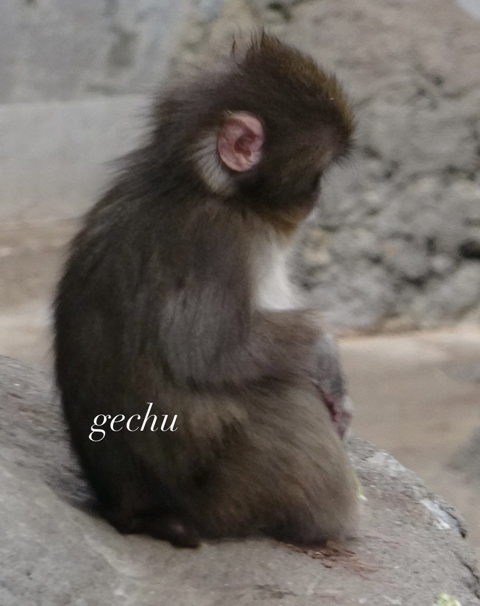 gechu tweet media