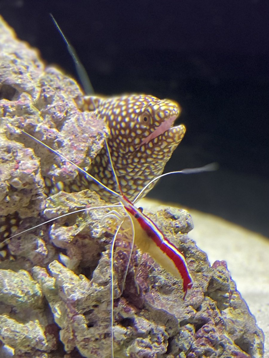 横浜開運水族館 フォーチュンアクアリウム tweet media
