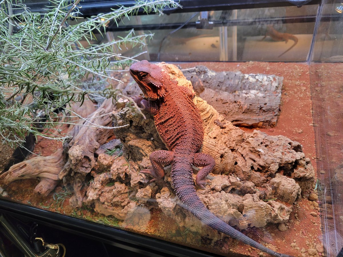 ゼロ🦎 tweet media