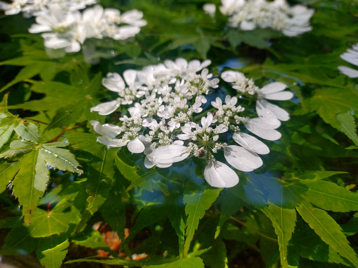 ooijinja's tweet photo. 初夏の花手水♪

#亀岡市 #大井神社 #鯉明神 #花手水 #花手水舎 #初夏 #青もみじ #オルレア https://t.co/3IsaH8GHRF