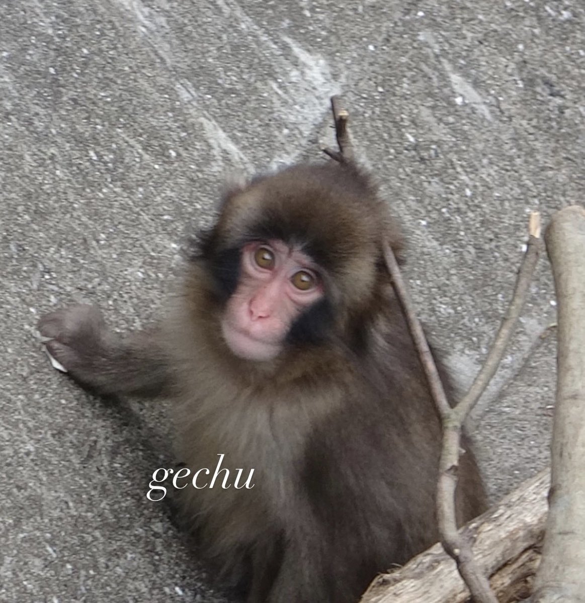gechu tweet media