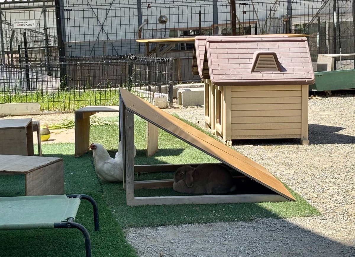 _pemopemo's tweet photo. 久々に五月山動物園の愉快な仲間たちに会いに来た！今日はたまに出現すると書かれていたアルパカに会えてラッキー✌️

ヒツジは残念ながら引越し済みで会うことは叶わず https://t.co/vGfG5W38ix