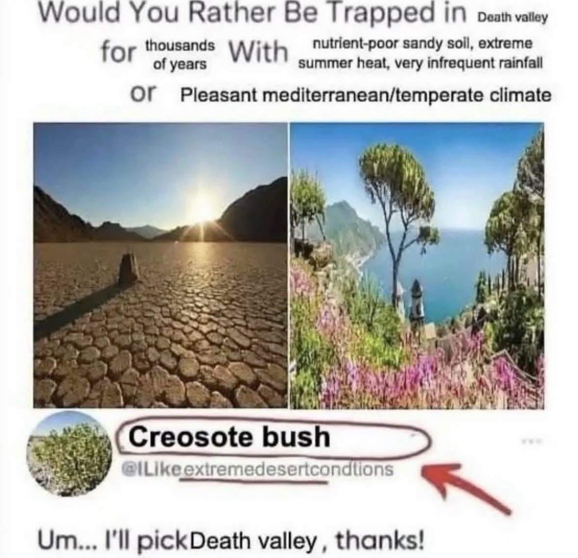 brainrot dimension tweet media