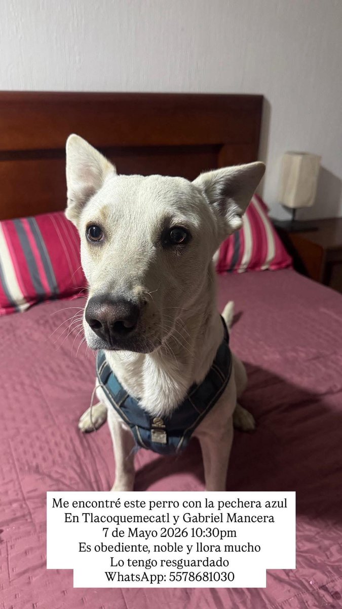 Comparto <a href="/En_laDelValle/">En la Del Valle</a> <a href="/tlacodelvalle/">Tlacoquemécatl Del Valle</a> <a href="/ColDelValleBJ/">Colonia Del Valle, Benito Juarez, #CDMX</a> <a href="/InsMixcoac/">INSURGENTES MIXCOAC</a> <a href="/InsMixcoac/">INSURGENTES MIXCOAC</a> <a href="/InsugenSanBorja/">Insurgentes Sanborja</a> <a href="/NarvarteVecinos/">Del Valle/Narvarte Unidos 🌳🌺</a> <a href="/ColNarvarte/">Todo en la Narvarte</a> <a href="/MascotasSismo/">Mascotas Sismo</a> <a href="/lawera33/">Perros Encontrados sin su dueño</a>