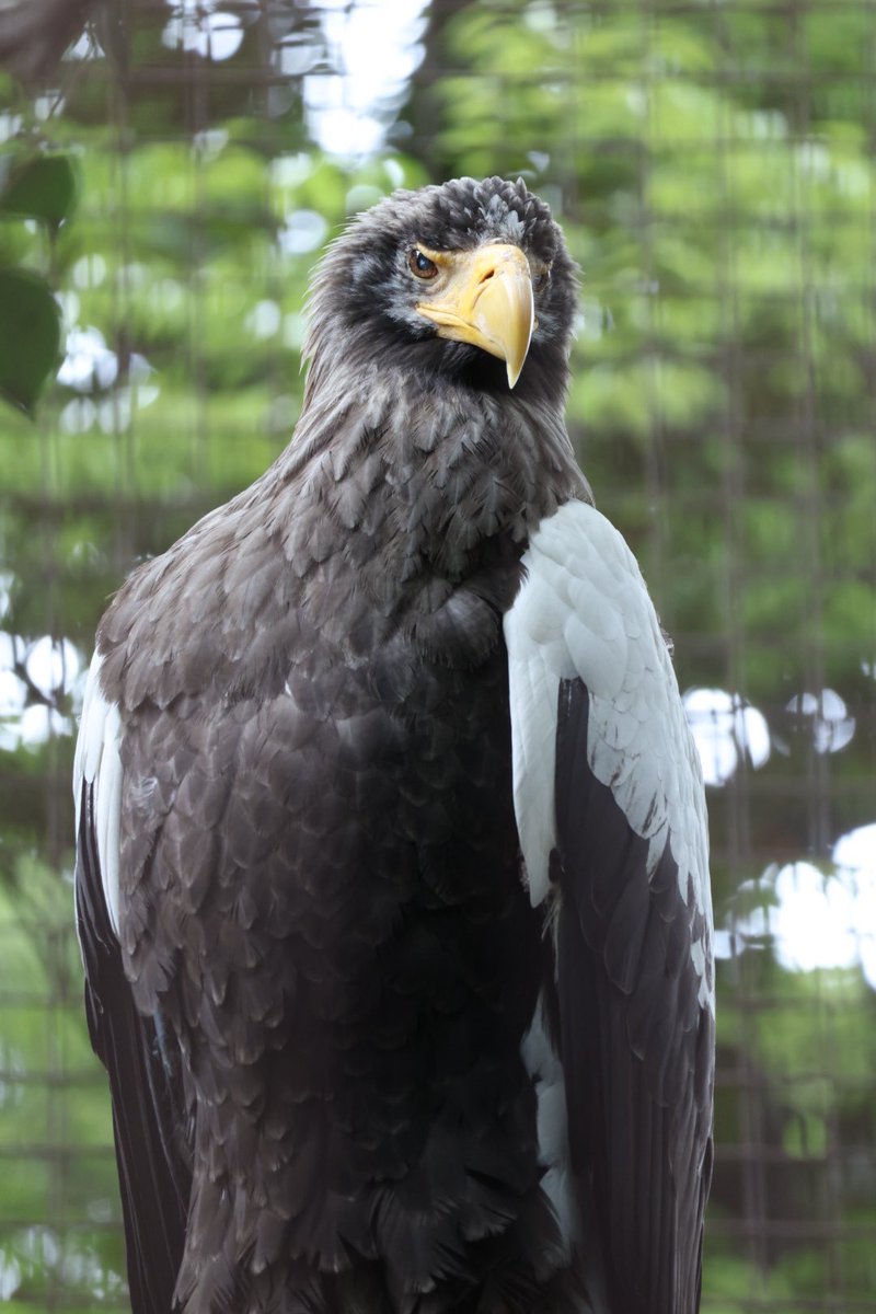 ziroo123's tweet photo. 上野動物園最高だった、望遠レンズ感動 https://t.co/zegkL3TxPM