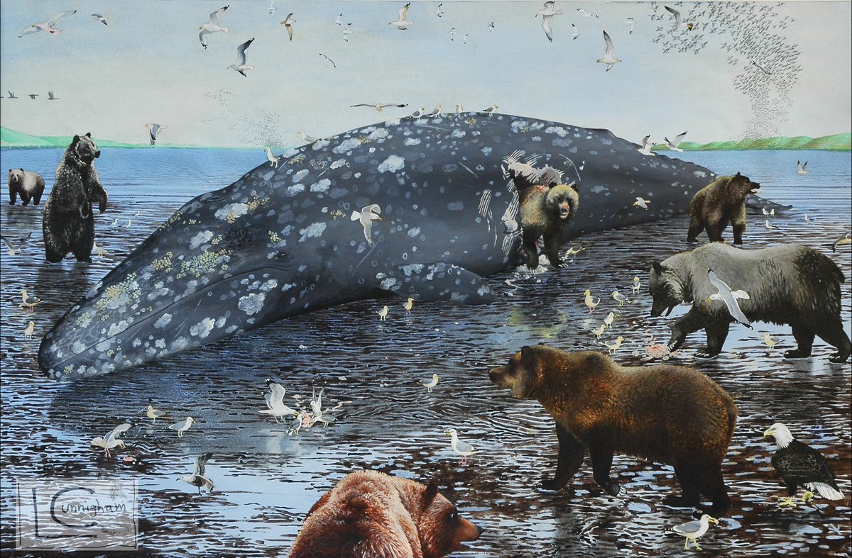 PaleoLaura's tweet photo. One of my early reconstructions of late Holocene California, based on historic descriptions of grizzlies feasting on a beached gray whale: the bears were going inside the carcass to feed. 6 species of gulls, a bald eagle, and flocks of geese also depicted. Acrylic on paper https://t.co/Nrm0z4CHpj