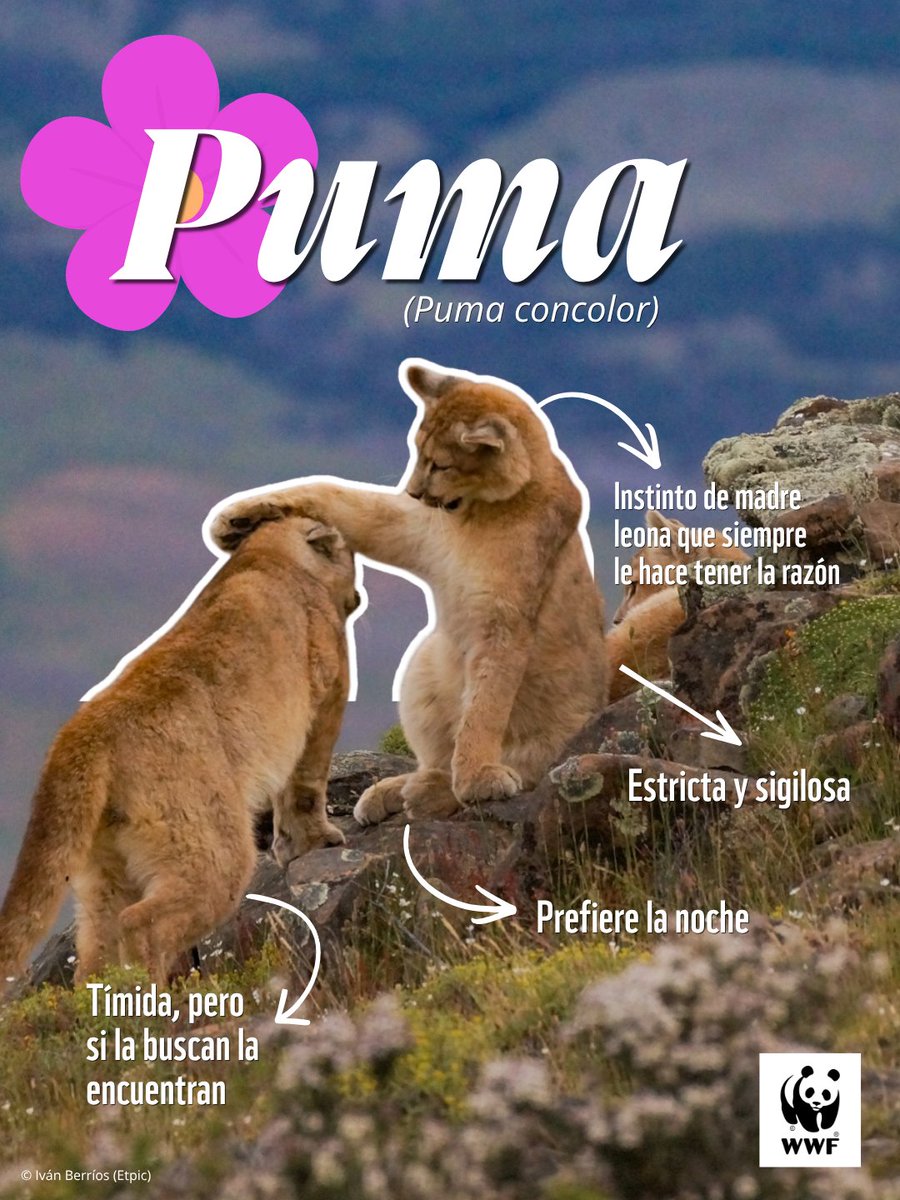 WWFChile's tweet photo. 🗣️ ALERTA DE ENCUESTA

🐼💕Hoy es Día de la Madre y sabemos que en estas imágenes encontrarás más de un parecido de la tuya con alguno de las hermosas especies que habita Chile ¿Ya descubriste cuál? https://t.co/gspyBUNlwU
