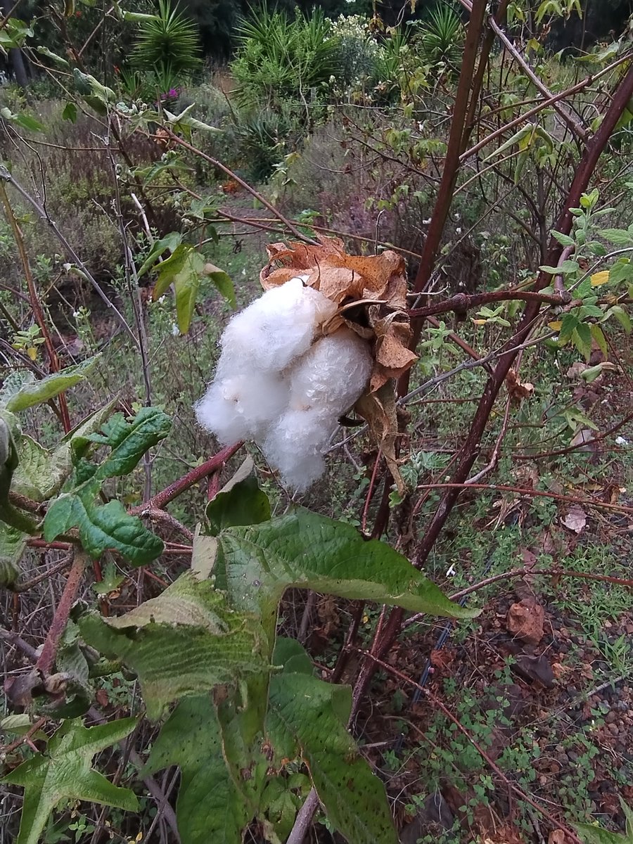 arte_des's tweet photo. Cotton plant at the biodiversity garden. #plantsgarden #cottonplant #naturephotography https://t.co/XBQv4RgQHT