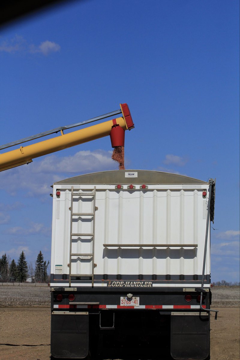 Trueseedsltd's tweet photo. We’re super excited to plant this new SY Stanza barley from @FPGenetics 
It will be available in 2027! keep an eye out for updates on it throughout #plant26 🌱 

#choosecertifiedseed #farmingalberta #albertaseedgrowers #barley https://t.co/D7wGgVqEy4