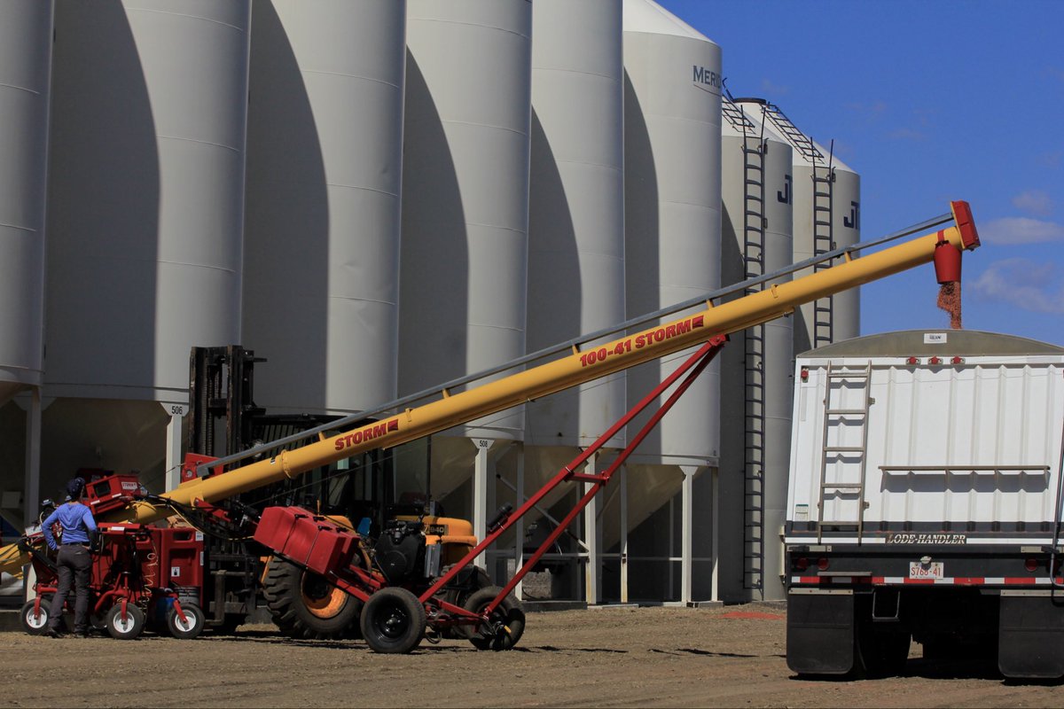 Trueseedsltd's tweet photo. We’re super excited to plant this new SY Stanza barley from @FPGenetics 
It will be available in 2027! keep an eye out for updates on it throughout #plant26 🌱 

#choosecertifiedseed #farmingalberta #albertaseedgrowers #barley https://t.co/D7wGgVqEy4