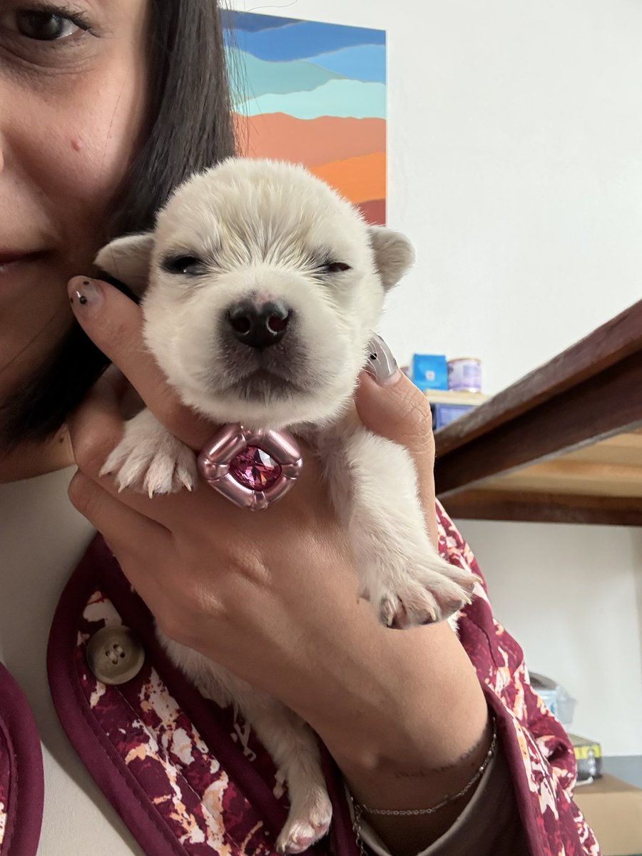 Niña lomecan tweet media