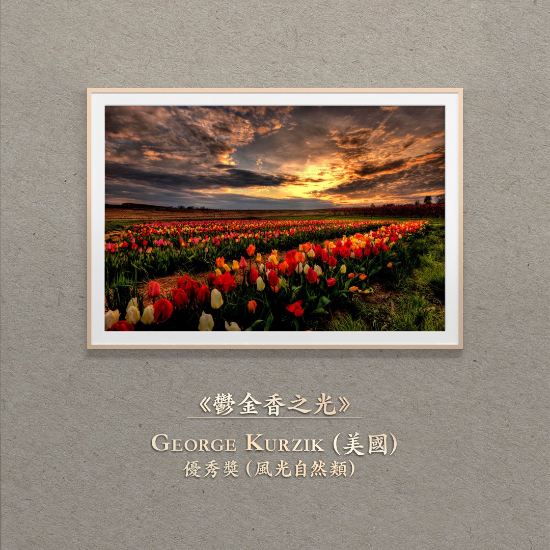 ntdcompetition1's tweet photo. 夕陽鋪滿天空，
鬱金香在光中層層展開。
色彩不是單一的綻放，
而是在天地之間緩緩流動。
這一刻，
大地也像在發光。

📷《鬱金香之光》George Kurzik 🇺🇸 | 風光自然類 優秀獎 新唐人國際攝影大賽

#鬱金香 #攝影 #攝影師 #攝影日常 #攝影日記 #攝影愛好 #人像攝影 #攝影比賽 #傳統 #傳統藝術 #新唐人 #風光攝影 #攝影大賽 #攝影比賽 #新唐人 #新唐人電視台 #美好瞬間 #照相 #拍照 #照片 #相片 #數碼照相 #數碼時代 #數字時代