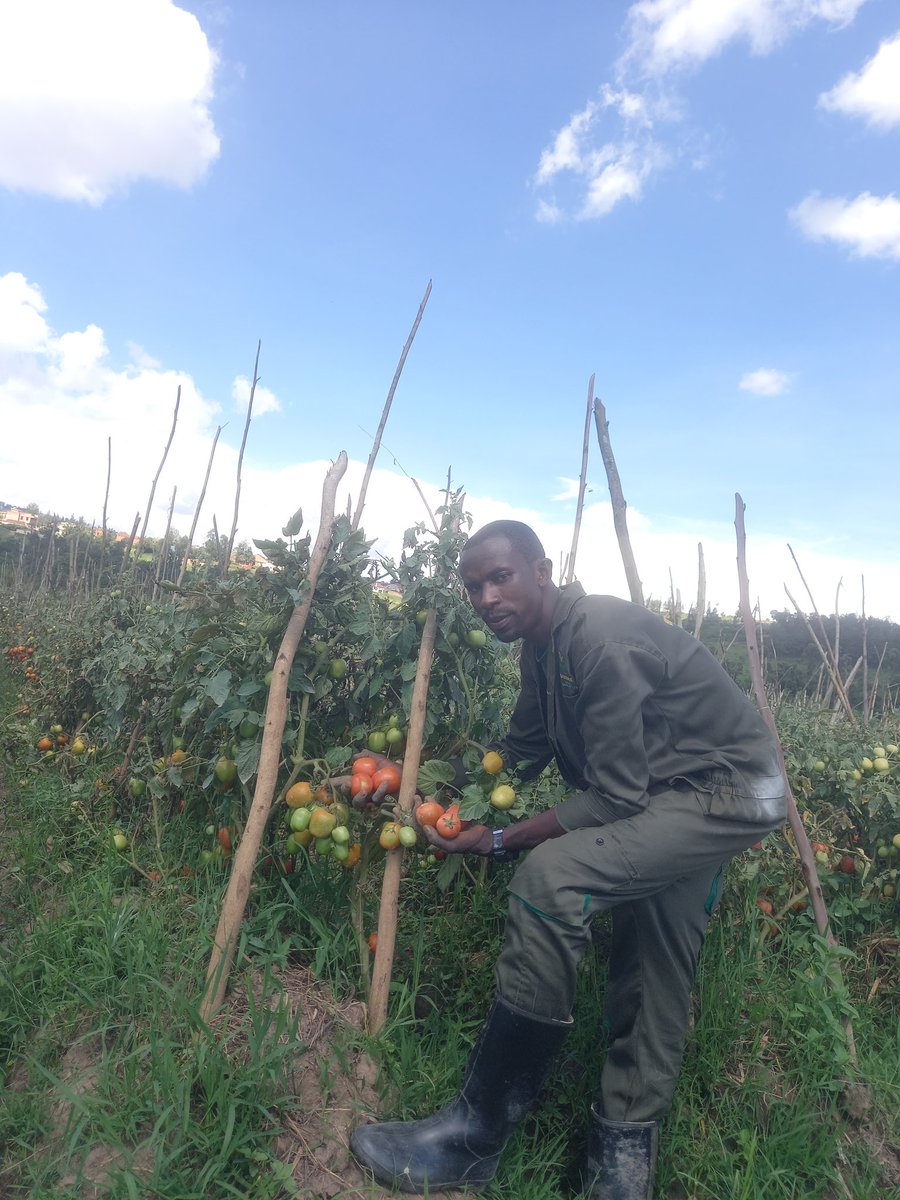 Duhinge1's tweet photo. Muri  @Duhinge1  umusaruro uva mubuhinzi ukomeje kwiyongera muze mwihahire kugiciro kiza https://t.co/uMckBGuVDK