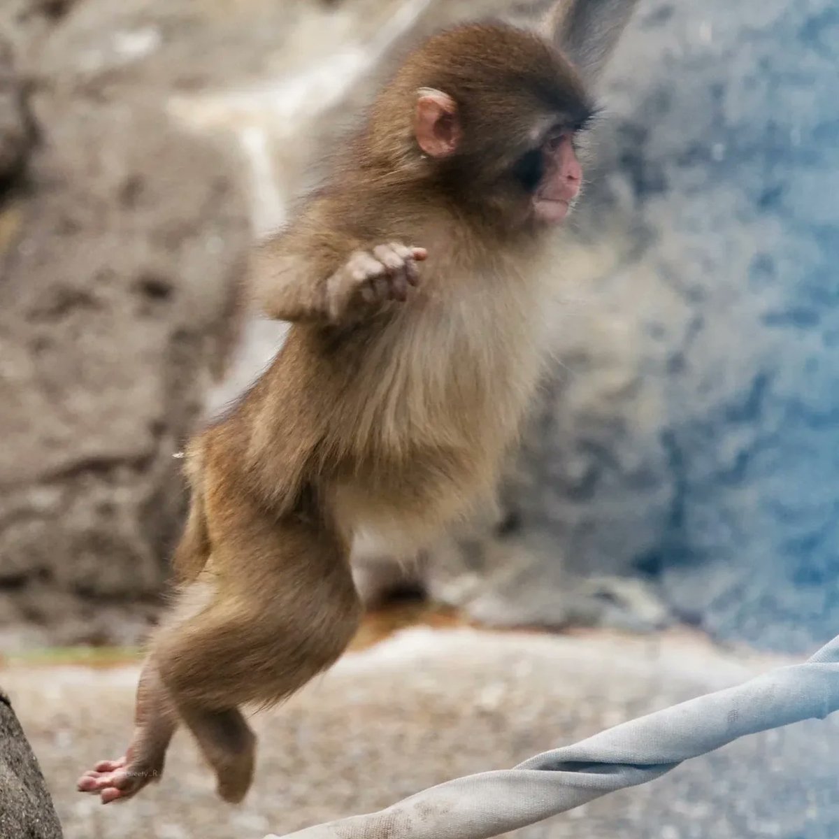 ANIMALIA tweet media