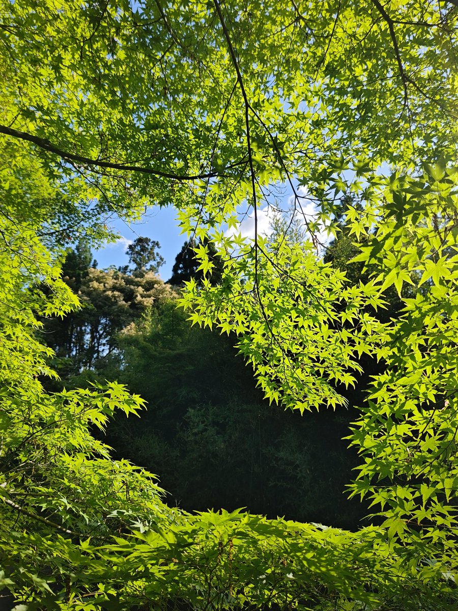 hitomihcx's tweet photo. Forest of Chojin/長神の杜/2026.05.09
A tree had fallen./木が倒れてはりました。
#Kyoto #京都 #arashiyama #嵐山
#ForestOfChojin #長神の杜
#NearbyPark #近所の公園
#AutumnLeaves #紅葉
#FallenTree #倒木 https://t.co/I0eprdbhxQ