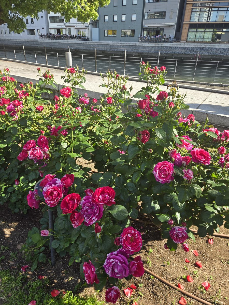 ばしくん tweet media