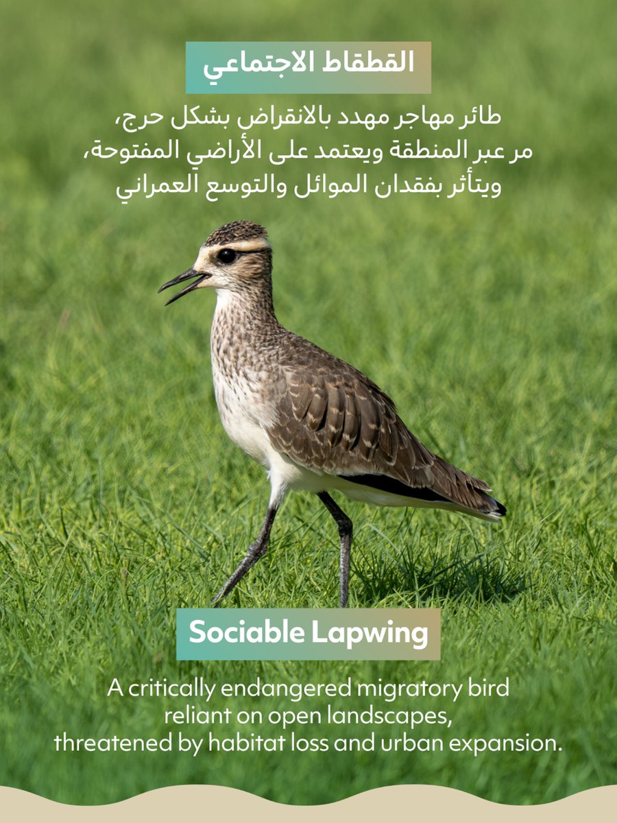 deccadxb's tweet photo. في #اليوم_العالمي_للطيور_المهاجرة، نحتفي بدور الطيور المهاجرة في دعم التنوع البيولوجي وربط النظم البيئية

#هيئة_دبي_للبيئة_والتغير_المناخي

On #WorldMigratoryBirdDay, we celebrate the role migratory birds play in supporting biodiversity and connecting ecosystems

#DECCA https://t.co/nreaNNTlfN