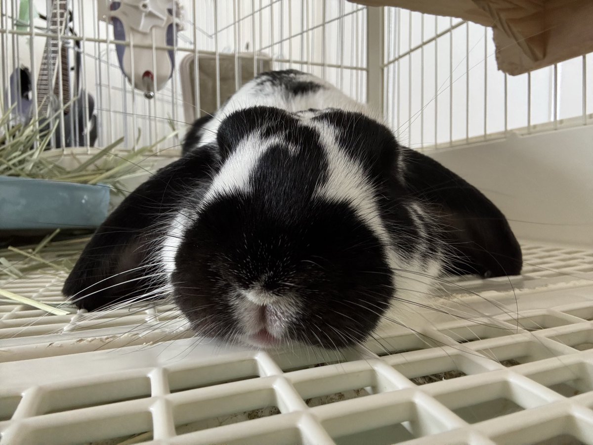 Hitosaraipink's tweet photo. 🐰💤 https://t.co/jH0ak5UFqA
