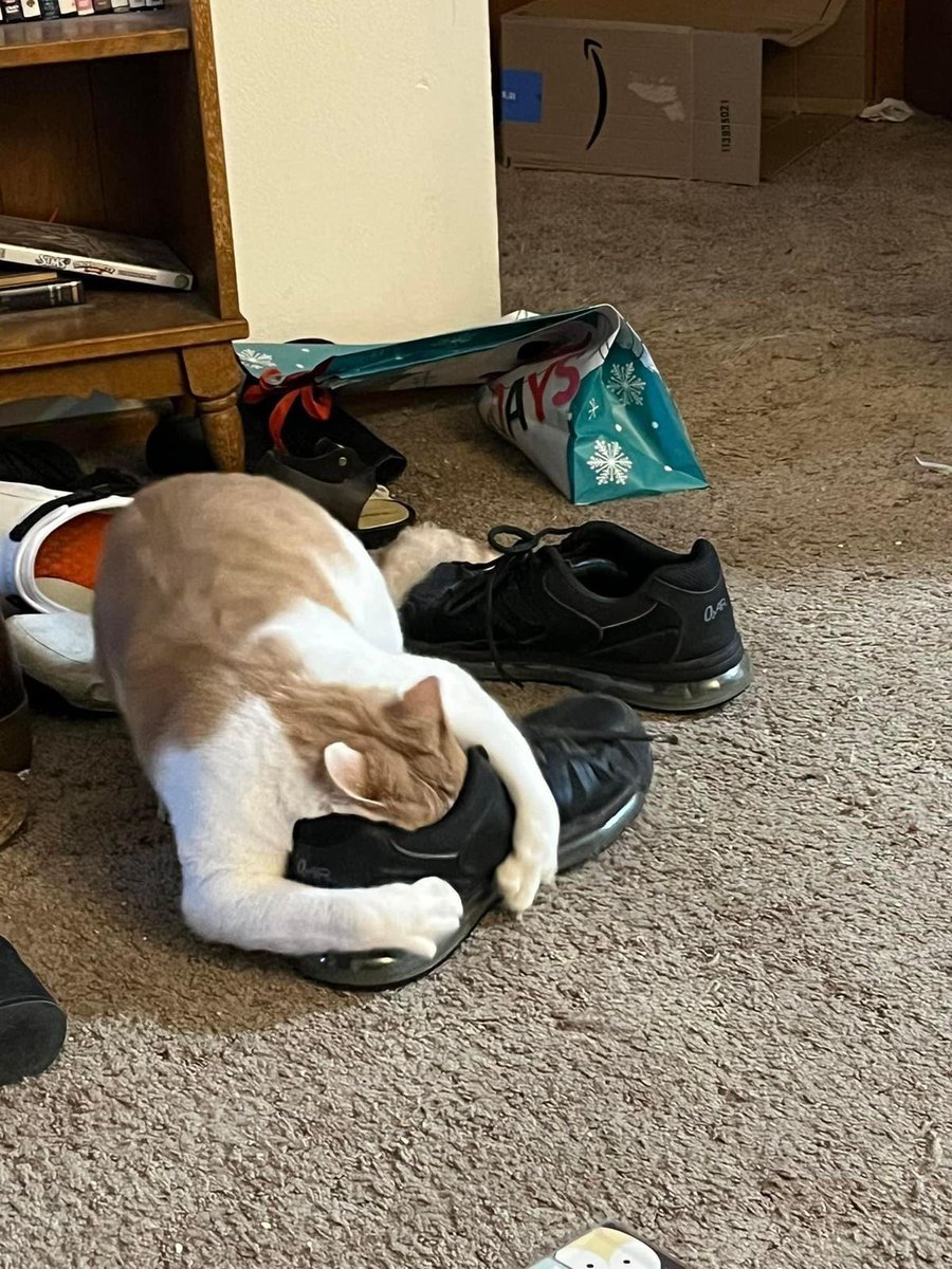 No Cats No Life (@nocatsnolife_m) on Twitter photo 