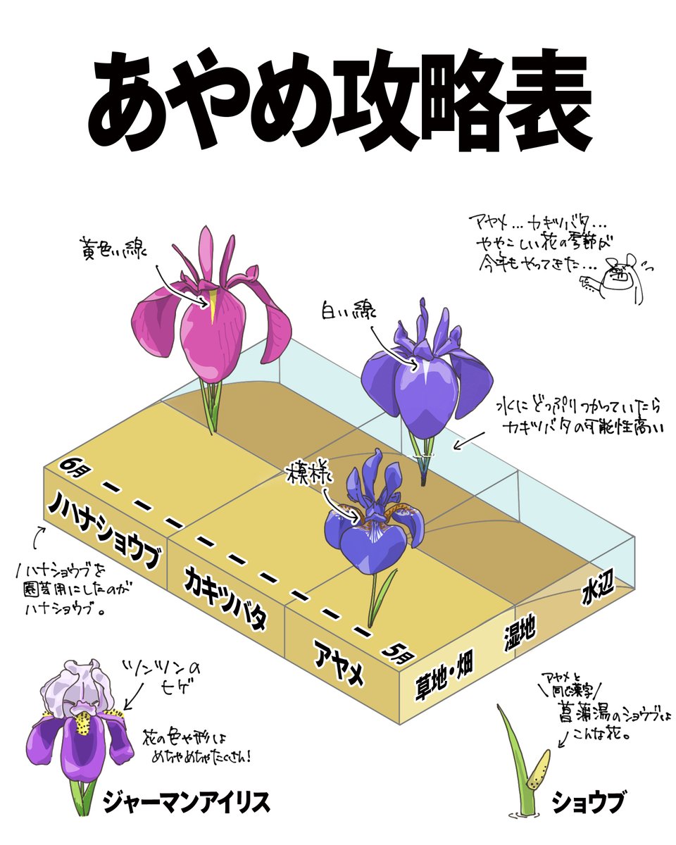 さあ、このペロンとした花たちの季節がやってまいりました！

①花の根元をチェック！
模様があればアヤメ。白い線はカキツバタ。黄色はノハナショウブ。
そしてジャーマンアイリスには、ツンツンしたヒゲがあり。

②場所の違いをチェック！
